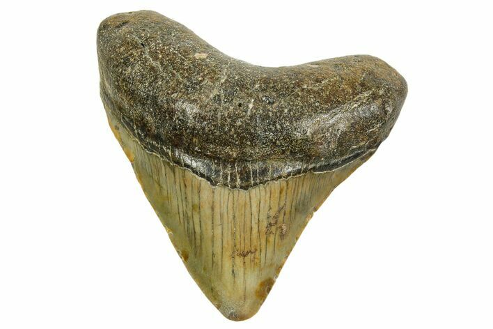 Posterior Megalodon Tooth - North Carolina #363702